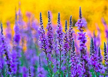 “永久死亡”机制的角色扮演游戏《Holomento》将于4月27日进入抢先体验！